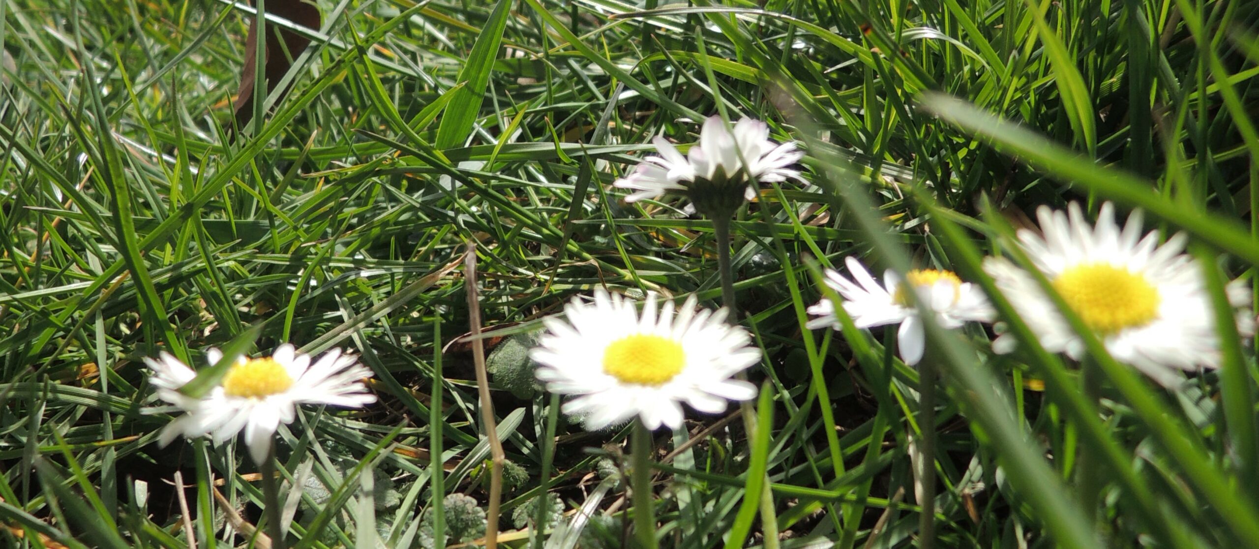 Frühling Frühling