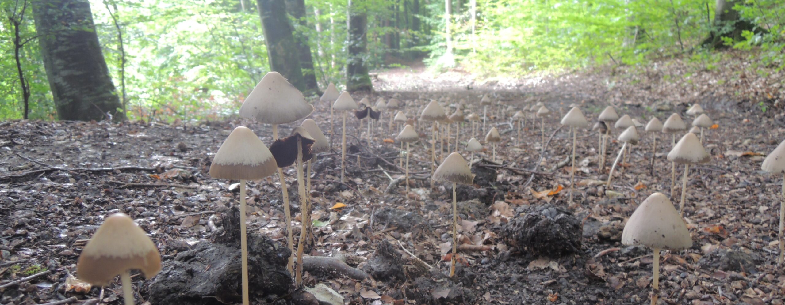 Pilze Pilze
